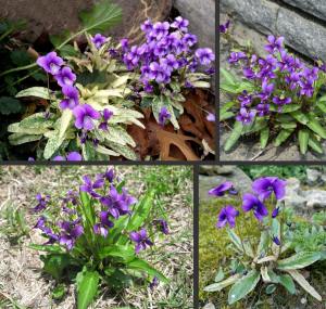 Mançurya menekşesi fidesi Viola mandshurica Fuji Dawn