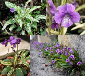 Mançurya menekşesi fidesi Viola mandshurica Fuji Dawn