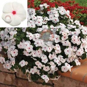 Sarkan vinca tohumu beyaz catharanthus roseus