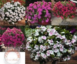 Sarkan vinca tohumu beyaz catharanthus roseus