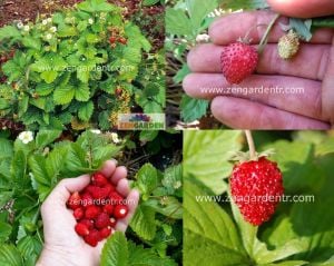 Kokulu çilek tohumu rugen doğal strawberry ruegen
