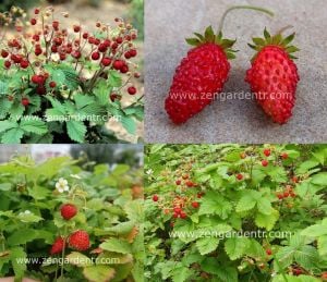 Kokulu çilek tohumu rugen doğal strawberry ruegen