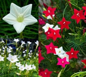 Beyaz servi sarmaşık tohumu ipomoea quamoclit cypress vine