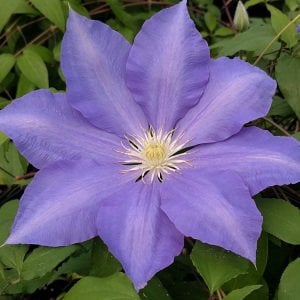H.F. Young clematis fidanı orman asması erkenci