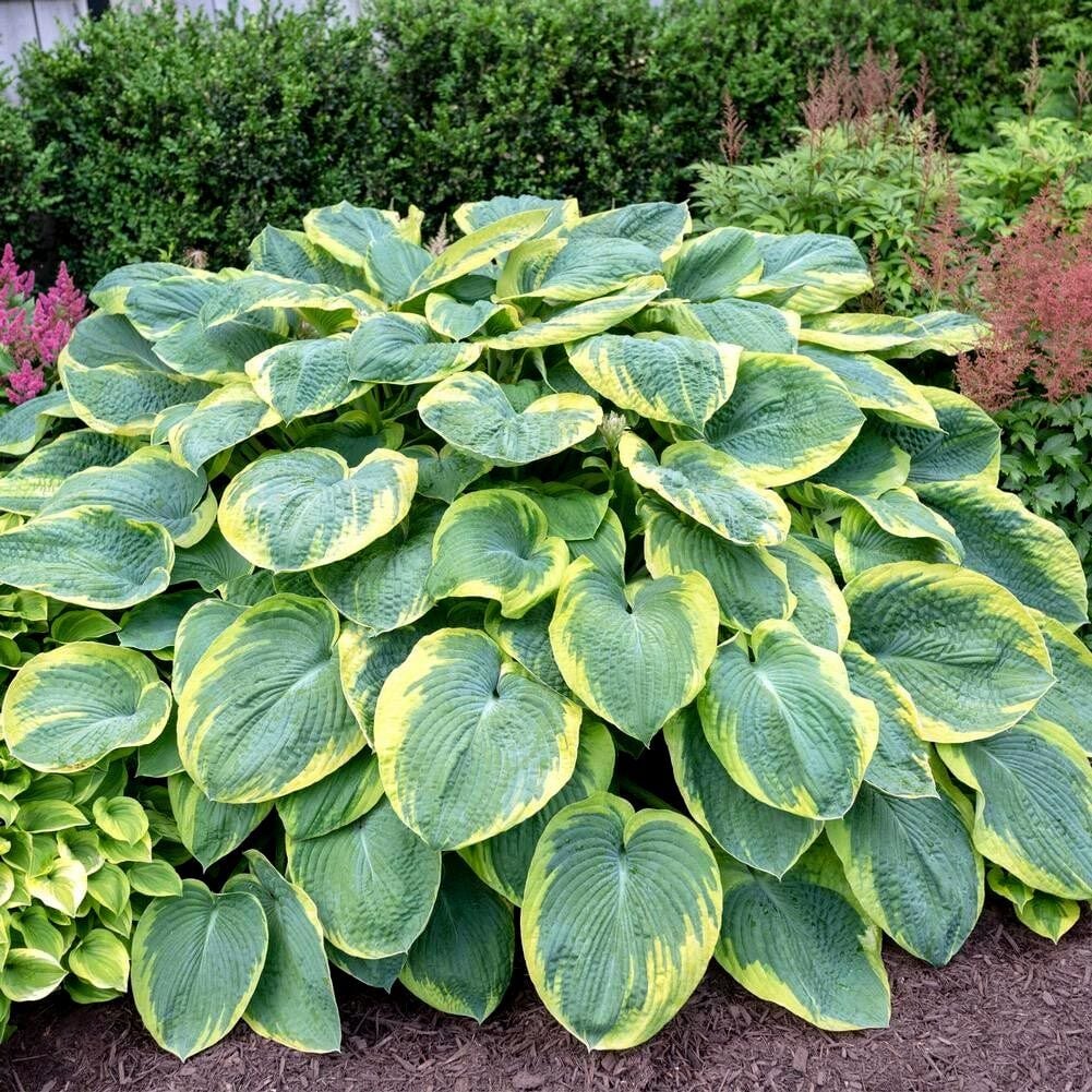 Hosta Frances Williams Gourd süpürge çiçeği saksıda yetişmiş