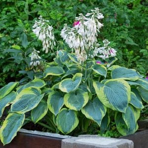 Hosta Frances Williams Gourd süpürge çiçeği saksıda yetişmiş