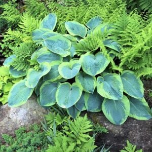Hosta Frances Williams Gourd süpürge çiçeği saksıda yetişmiş