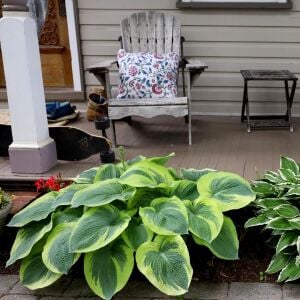 Hosta Frances Williams Gourd süpürge çiçeği saksıda yetişmiş