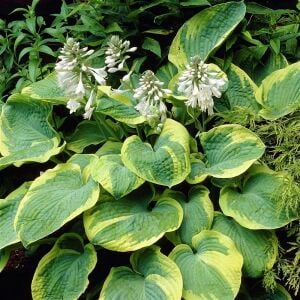 Hosta Frances Williams Gourd süpürge çiçeği saksıda yetişmiş