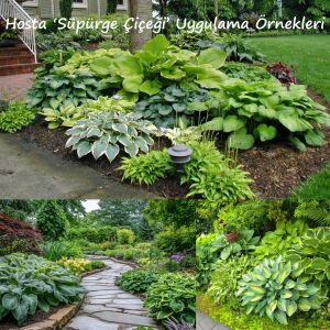Hosta Frances Williams Gourd süpürge çiçeği saksıda yetişmiş