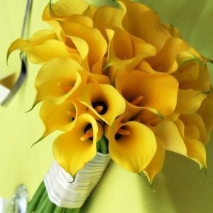 Black magic gala soğanı ithal calla lily