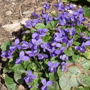 Mançurya menekşesi fidesi Viola mandshurica Fuji Dawn 3 adet 9 cm saksıda