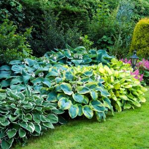 Hosta Pizzazz süpürge çiçeği saksıda yetişmiş
