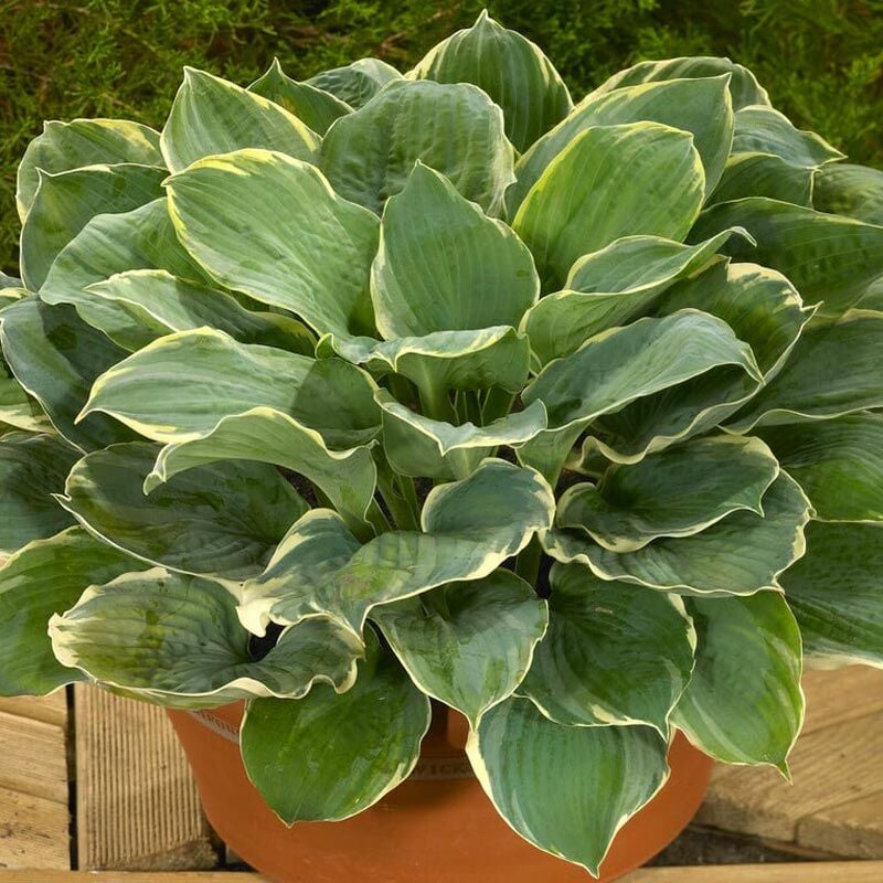 Hosta Pizzazz süpürge çiçeği saksıda yetişmiş
