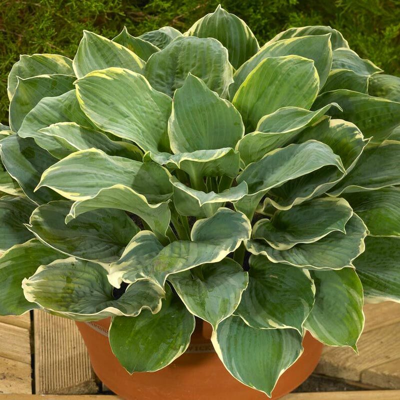 Hosta Pizzazz süpürge çiçeği saksıda yetişmiş