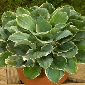 Hosta Pizzazz süpürge çiçeği saksıda yetişmiş
