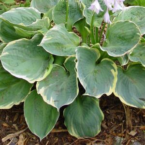 Hosta Pizzazz süpürge çiçeği saksıda yetişmiş