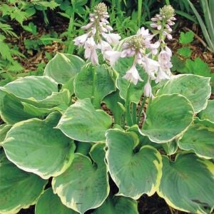 Hosta Pizzazz süpürge çiçeği saksıda yetişmiş