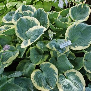 Hosta Pizzazz süpürge çiçeği saksıda yetişmiş