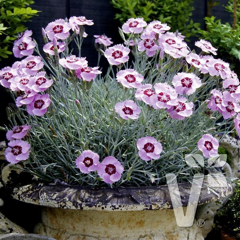 Hoş kokulu karanfil fidesi angel of peace dianthus plumarius 3 adet 7 cm saksıda