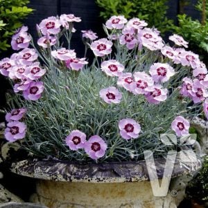 Hoş kokulu karanfil fidesi angel of peace dianthus plumarius 3 adet 7 cm saksıda