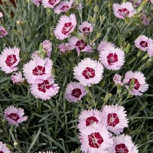 Hoş kokulu karanfil fidesi angel of peace dianthus plumarius 3 adet 7 cm saksıda