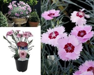Hoş kokulu karanfil fidesi angel of peace dianthus plumarius 3 adet 7 cm saksıda