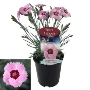 Hoş kokulu karanfil fidesi angel of peace dianthus plumarius 3 adet 7 cm saksıda
