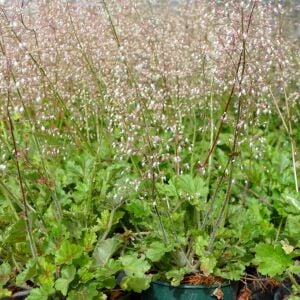 Heuchera micrantha Mercan Çanı Saksıda yetişmiş ithal