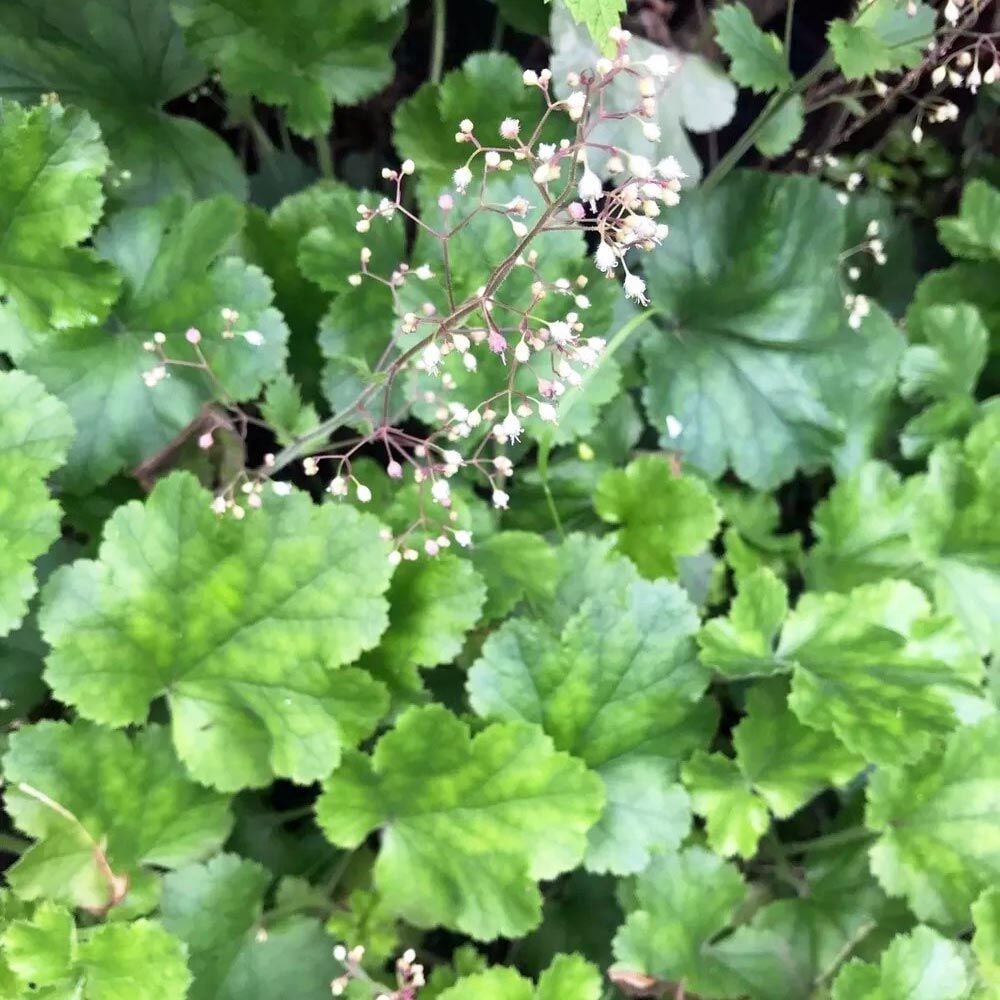 Heuchera micrantha Mercan Çanı Saksıda yetişmiş ithal