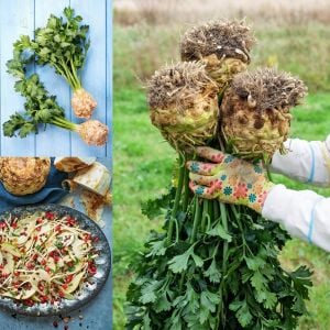 Kök kereviz tohumu giant prague celeriac