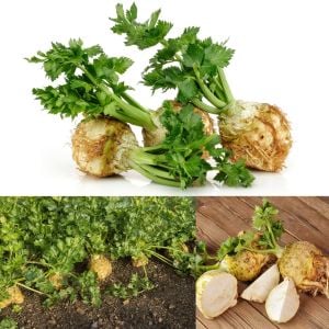 Kök kereviz tohumu giant prague celeriac