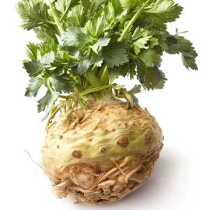 Kök kereviz tohumu giant prague celeriac