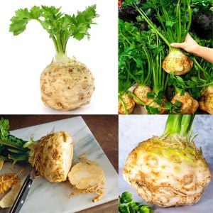 Kök kereviz tohumu giant prague celeriac
