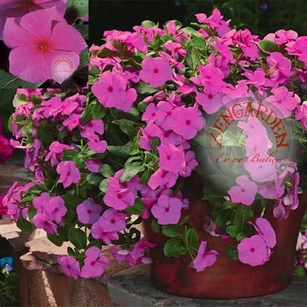 Sarkan vinca tohumu leylak catharanthus roseus