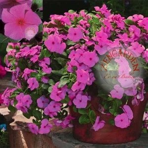Sarkan vinca tohumu leylak catharanthus roseus