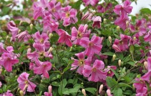 Mazurek clematis fidanı orman asması viticella