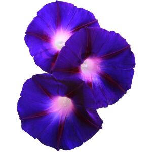 Grandpa ott sabah sefası tohumu ipomoea purpurea