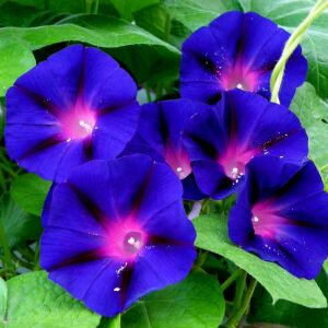 Grandpa ott sabah sefası tohumu ipomoea purpurea