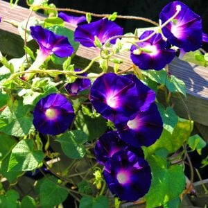 Grandpa ott sabah sefası tohumu ipomoea purpurea