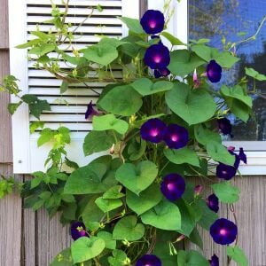 Grandpa ott sabah sefası tohumu ipomoea purpurea