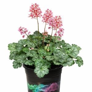 Heuchera Americana Dale Strain Mercan Çanı Saksıda yetişmiş ithal