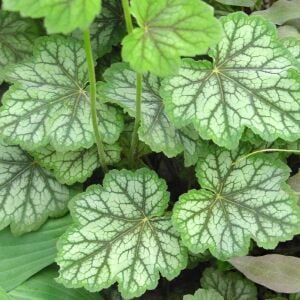 Heuchera Americana Dale Strain Mercan Çanı Saksıda yetişmiş ithal