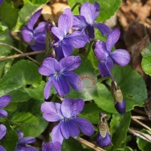 Mançurya menekşesi fidesi Viola mandshurica Fuji Dawn 7 yada 9 cm saksıda