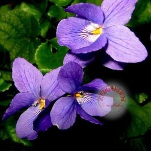 Mançurya menekşesi fidesi Viola mandshurica Fuji Dawn 7 yada 9 cm saksıda