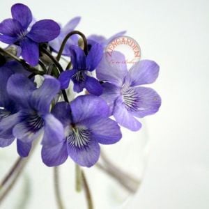 Mançurya menekşesi fidesi Viola mandshurica Fuji Dawn 7 yada 9 cm saksıda