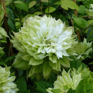 Midori katlı çiçekli clematis fidanı orman asması erkenci
