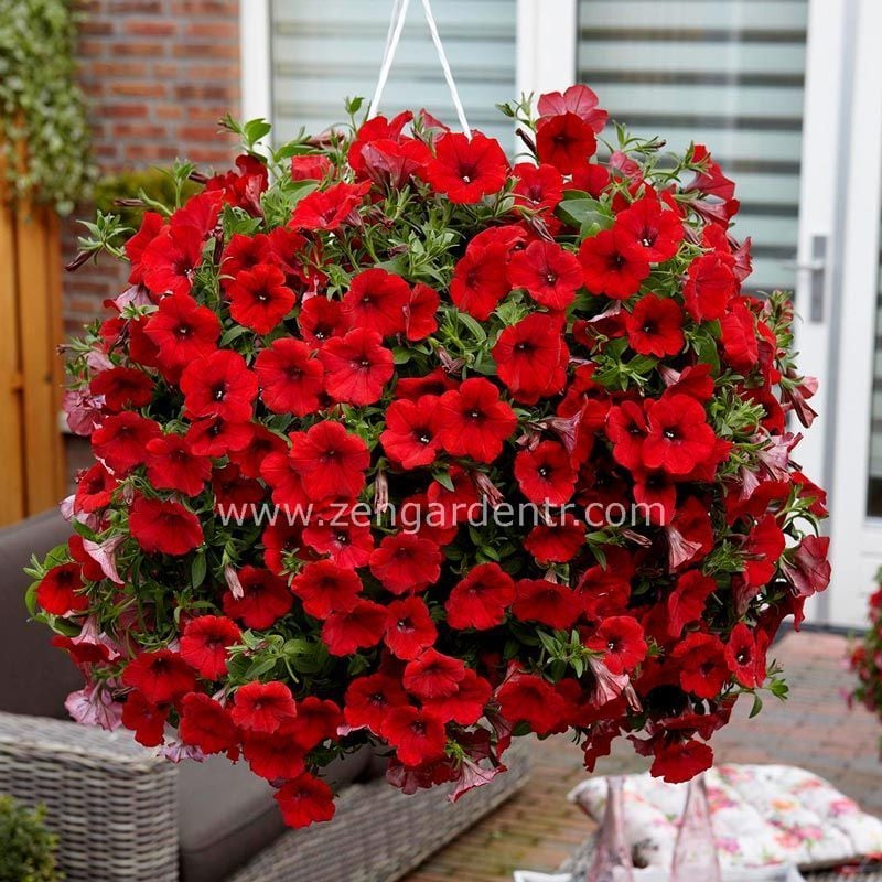 Sarkan kırmızı petunya fidesi surfinia red 7 yada 9 cm saksıda
