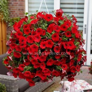 Sarkan kırmızı petunya fidesi surfinia red 7 yada 9 cm saksıda