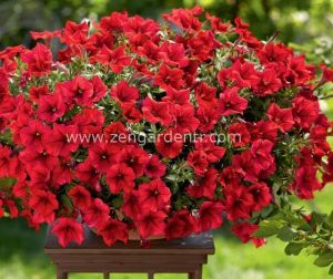 Sarkan kırmızı petunya fidesi surfinia red 7 yada 9 cm saksıda